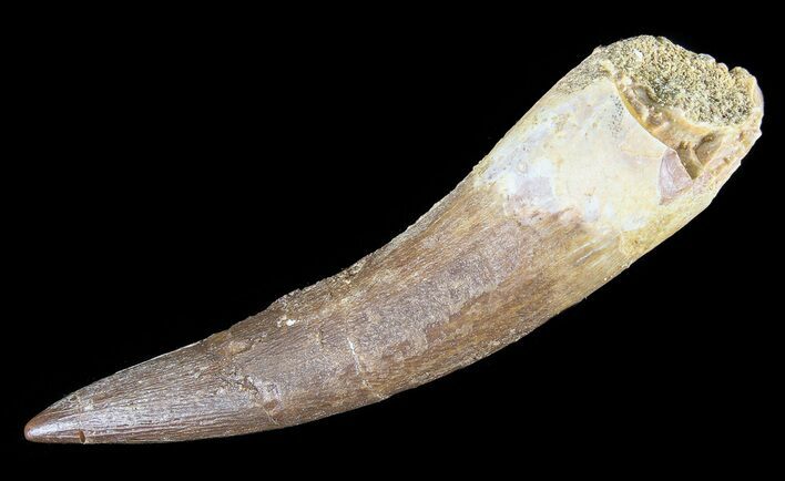 Fossil Plesiosaur (Zarafasaura) Tooth - Morocco #81821